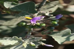 Solanum indicum
